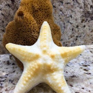 Starfish Soap